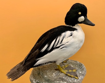 Pájaro taxidermia pájaro disecado CUATRO OJOS Bucephala clangula