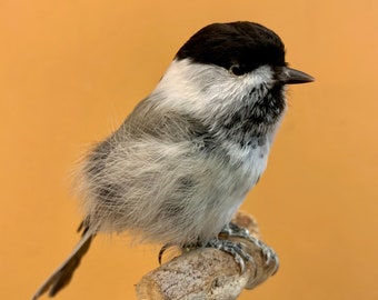 Taxidermie vogel opgezette vogel ALPESTRIAL GRIJZE MEES Poecile montanus