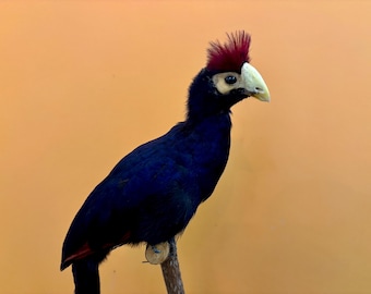 Äkta uppstoppad uppstoppad fågel till salu (ROSS'S TURACO, Musophaga rossae)