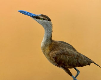 Präparatorenvogel ausgestopfter Vogel AFRICAN JACANA Actophilornis Africanus