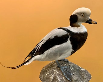 Pájaro taxidermia pájaro relleno MORETTA CODONA Clangula hyemalis