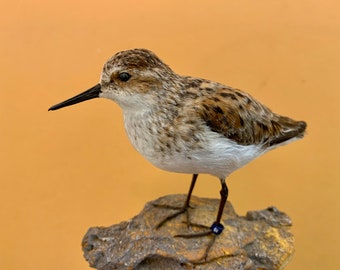 Präparatorenvogel ausgestopfter Vogel GMBECCHIO Calidris minuta