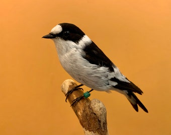 Taxidermie vogel opgezette vogel COLLARED FLYER Ficedula albicollis