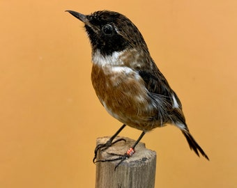 Präparatorenvogel ausgestopfter Vogel SALTIMPALO Saxicola torquatus