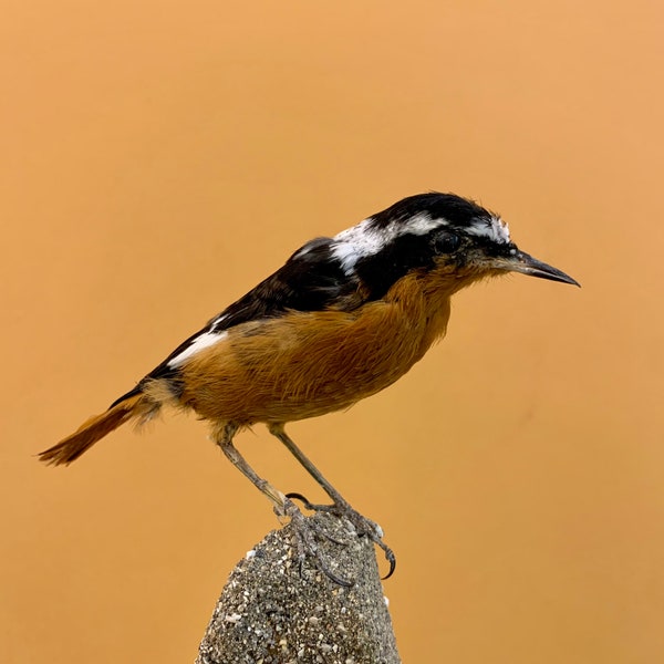 Oiseau empaillé oiseau empaillé FUSÉE DE MOUSSIER Phoenicurus moussieri