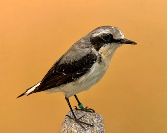 Präparatorenvogel, ausgestopfter Vogel WEIZENWEISS Oenanthe Oenanthe-Männchen im Superkleid