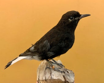 Taxidermie vogel opgezette vogel BLACK WHIRL Oenanthe Leucura