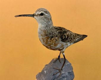 Pájaro taxidermia pájaro disecado Playero Calidris ferruginea