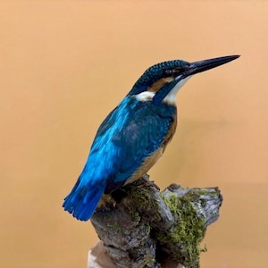 Peut inclure: Un martin-pêcheur naturalisé au plumage irisé bleu vif et orange, doté d'un long bec noir pointu et d'une tache blanche à la gorge, perché sur un morceau de bois patiné recouvert de plaques de mousse verte.