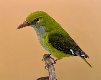 Präparatorenvogel ausgestopfter Vogel Oriolus Oriolus oriolus sehr schönes Weibchen