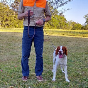 May include: A person wearing a brown and orange vest and blue jeans is holding a brown leather leash attached to a white and brown dog. The dog is standing on green grass.