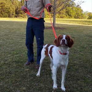 May include: A white and brown Brittany Spaniel dog wearing an orange collar and leash stands on grass. The dog is held by a person wearing a tan shirt with an orange vest and dark blue pants. The leash is bright orange.
