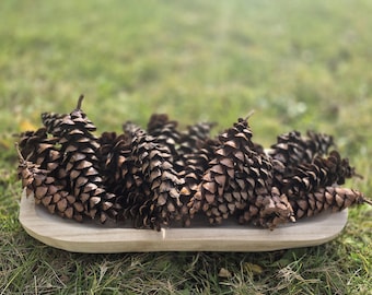 May include: A collection of brown pine cones rests in a light-colored wooden tray. The cones are arranged closely together, showcasing their textured, scaled surfaces. The tray sits on a bed of green grass, creating a natural, rustic aesthetic.