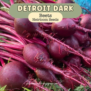 Detroit Dark Red Beet Seeds: Organic Heirloom Vegetable Garden