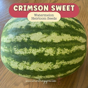 Organic Crimson Sweet Watermelon Seeds: Heirloom, Non-GMO