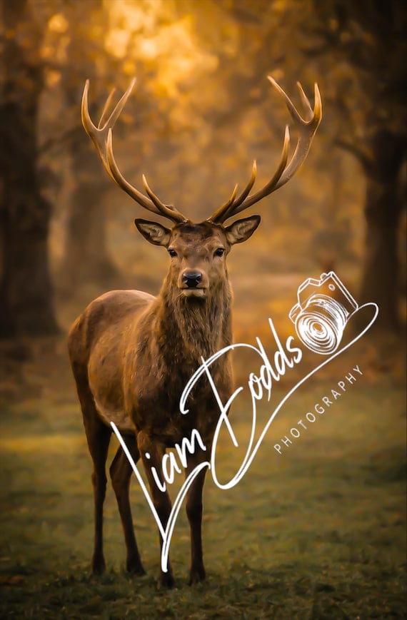 Stag 2: Original Fine Art Photography