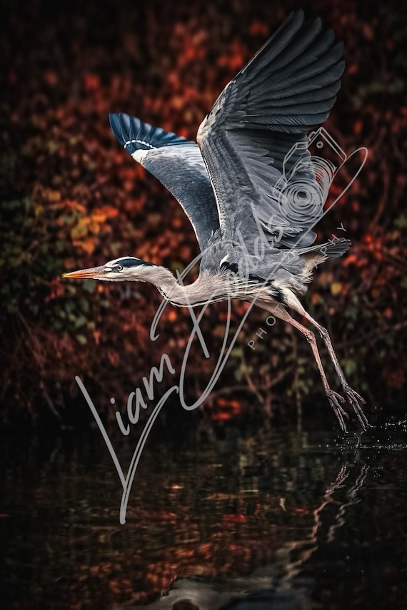 Autumn Flight