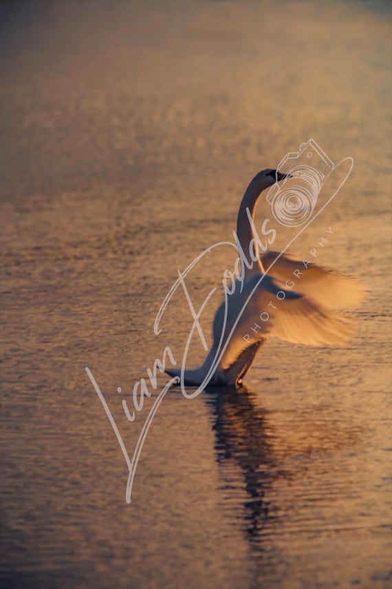 Sunset Swan