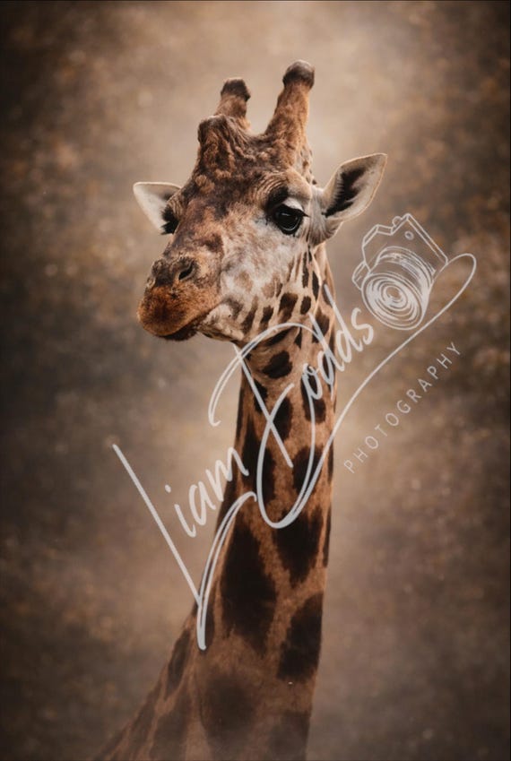 Giraffe Photo Print, Fine Art Photography Wall Decor