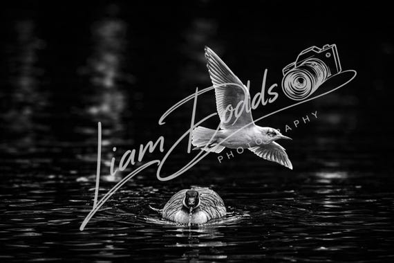 Seagull over the Duck