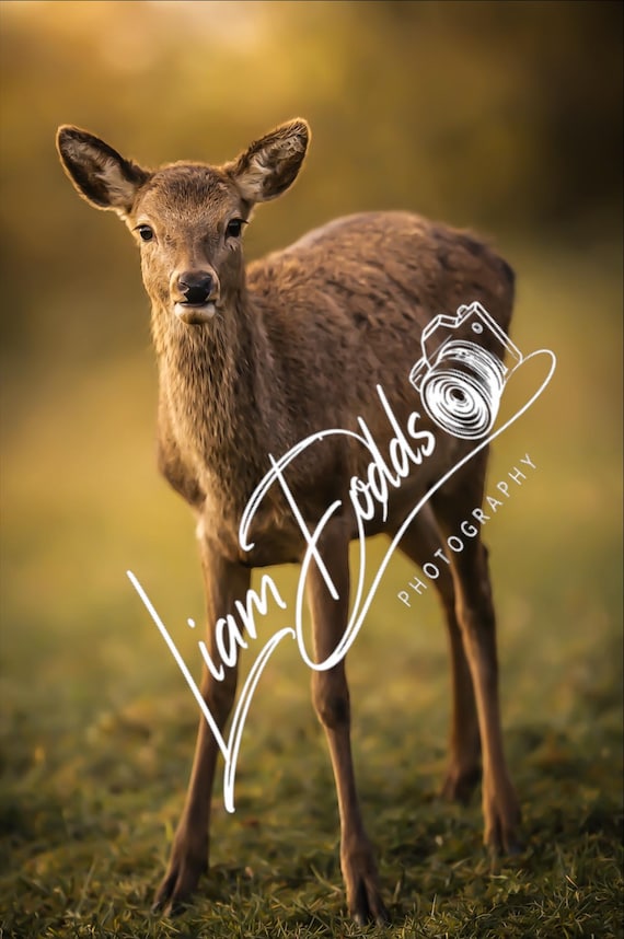 Deer: Original Fine Art Photography