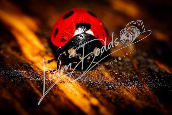 LadyBird