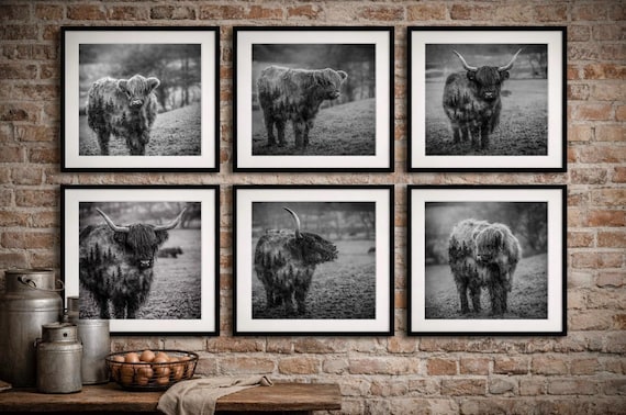 Individual Highland Cows