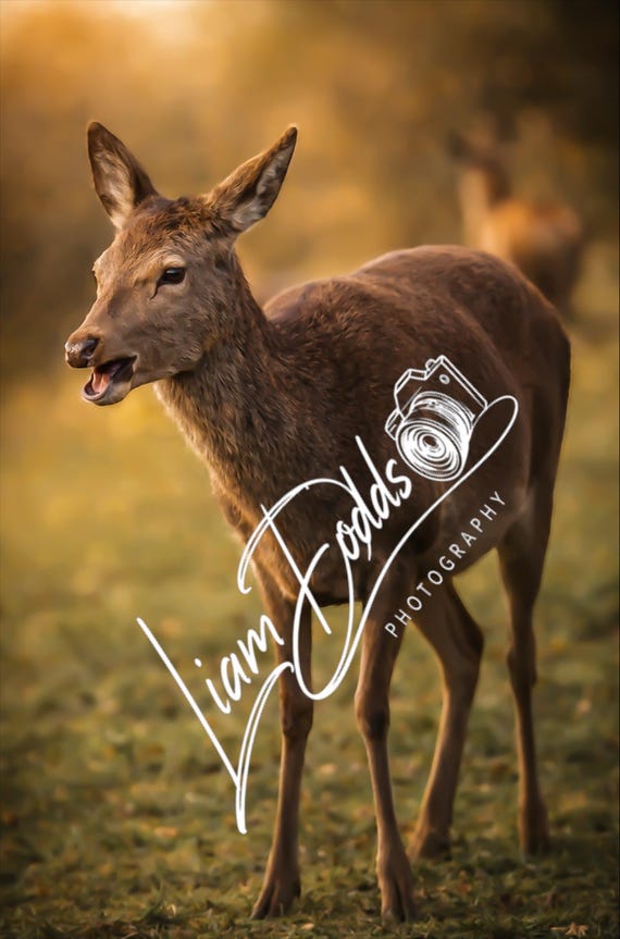 Deer 2: Original Fine Art Photography