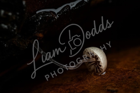 Fragile Thread of Life