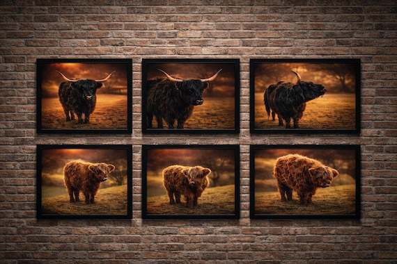 Individual Highland Cows