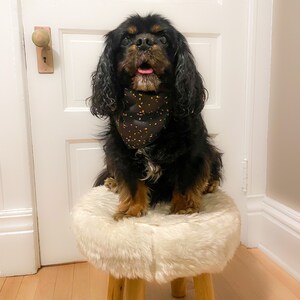Puede incluir: Un perro Cavalier King Charles Spaniel negro y marr&oacute;n con un pa&ntilde;uelo negro con manchas naranjas y amarillas est&aacute; sentado en un taburete de pelo blanco con patas de madera.