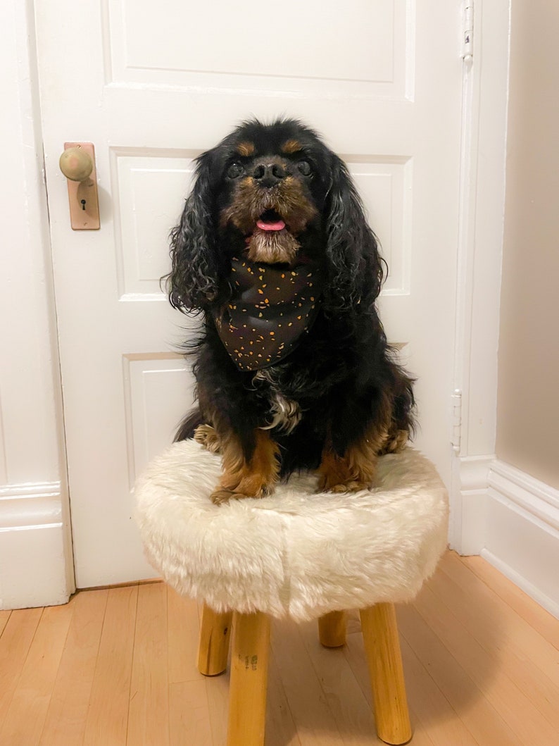 Puede incluir: Un perro Cavalier King Charles Spaniel negro y marr&oacute;n con un pa&ntilde;uelo negro con manchas naranjas y amarillas est&aacute; sentado en un taburete de pelo blanco con patas de madera.