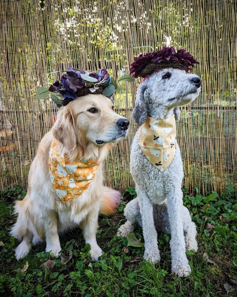May include: Two dogs wearing matching triangular bandanas with a yellow background and a repeating pattern of white ghosts and orange pumpkins. Each dog also wears a circular floral crown featuring dark purple flowers and green foliage.