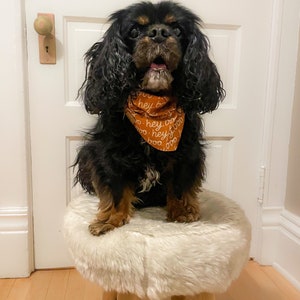 May include: A black and tan Cavalier King Charles Spaniel dog wearing an orange triangular bandana with the white repeating text "hey, boo" printed on it. The dog has long, wavy ears and is sitting on a round stool with a white faux fur top.