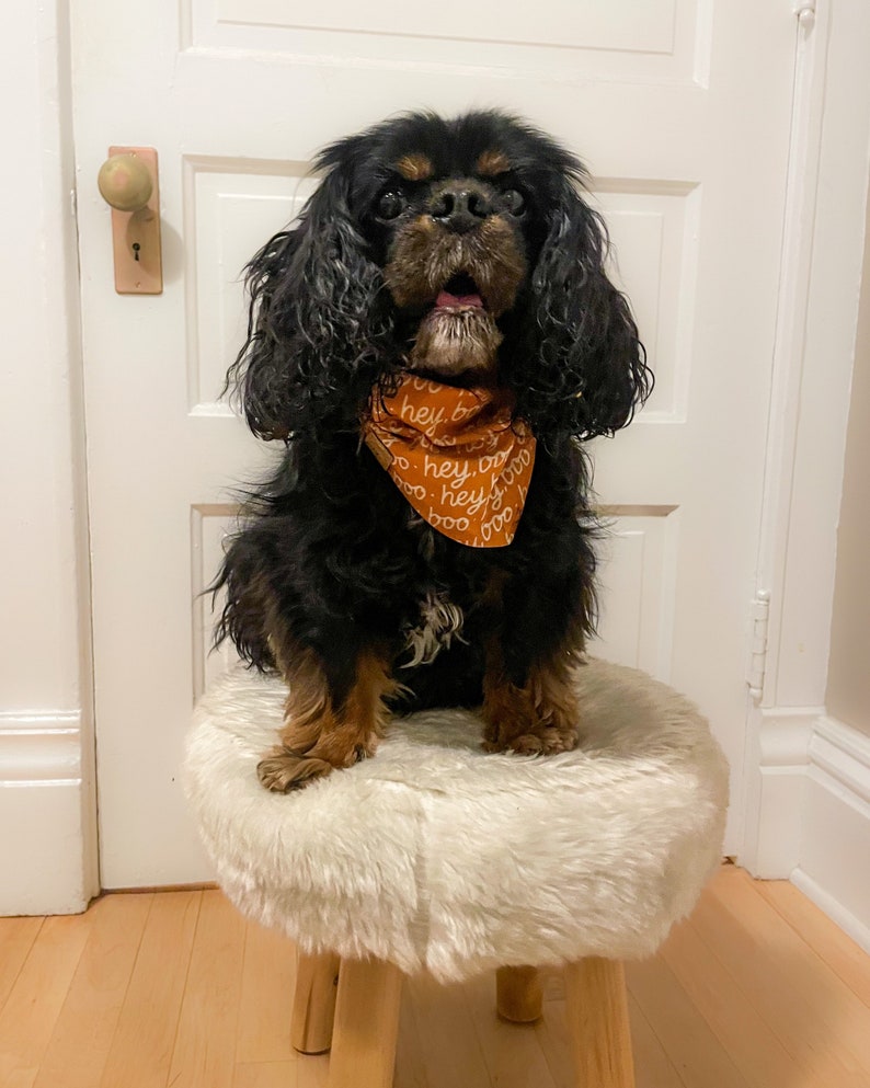 May include: A black and tan Cavalier King Charles Spaniel dog wearing an orange triangular bandana with the white repeating text "hey, boo" printed on it. The dog has long, wavy ears and is sitting on a round stool with a white faux fur top.