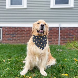 Puede incluir: Un perro golden retriever con un pa&ntilde;uelo negro con un patr&oacute;n de ma&iacute;z dulce amarillo est&aacute; sentado en un c&eacute;sped verde con hojas amarillas ca&iacute;das.
