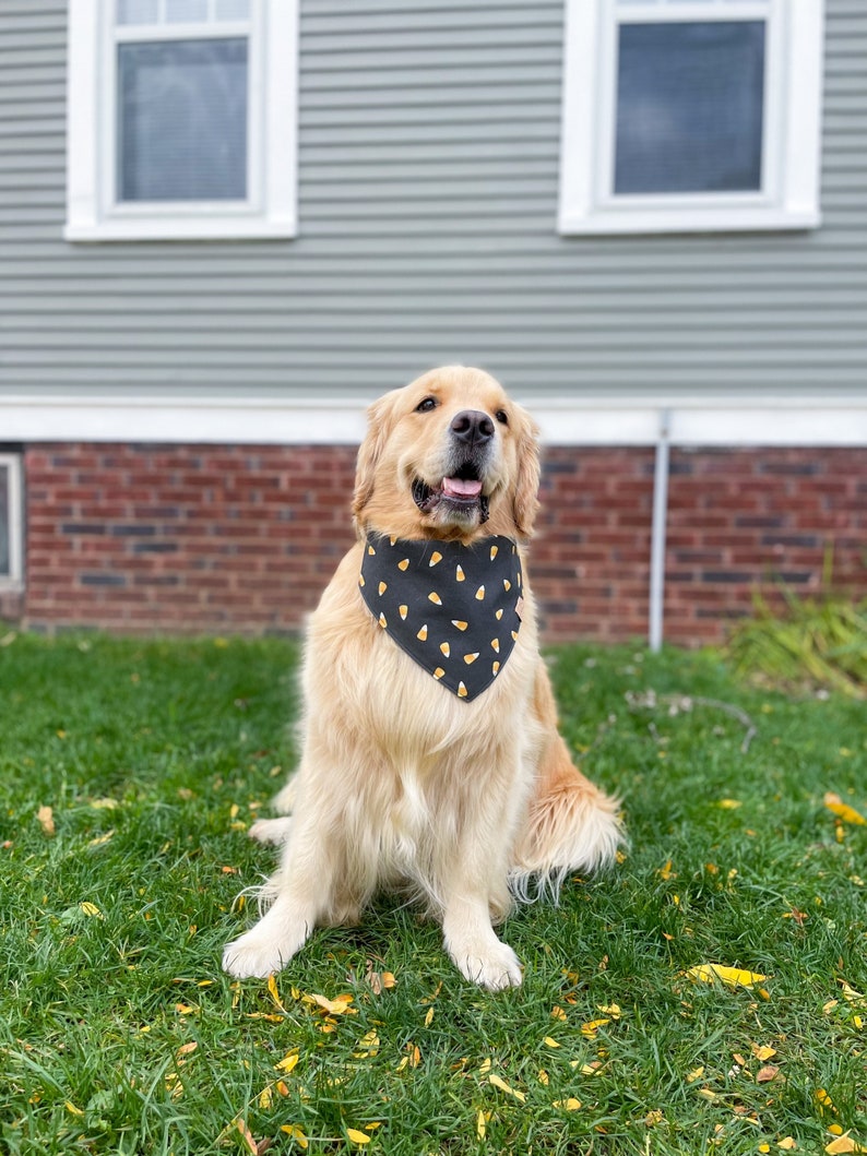 Puede incluir: Un perro golden retriever con un pa&ntilde;uelo negro con un patr&oacute;n de ma&iacute;z dulce amarillo est&aacute; sentado en un c&eacute;sped verde con hojas amarillas ca&iacute;das.