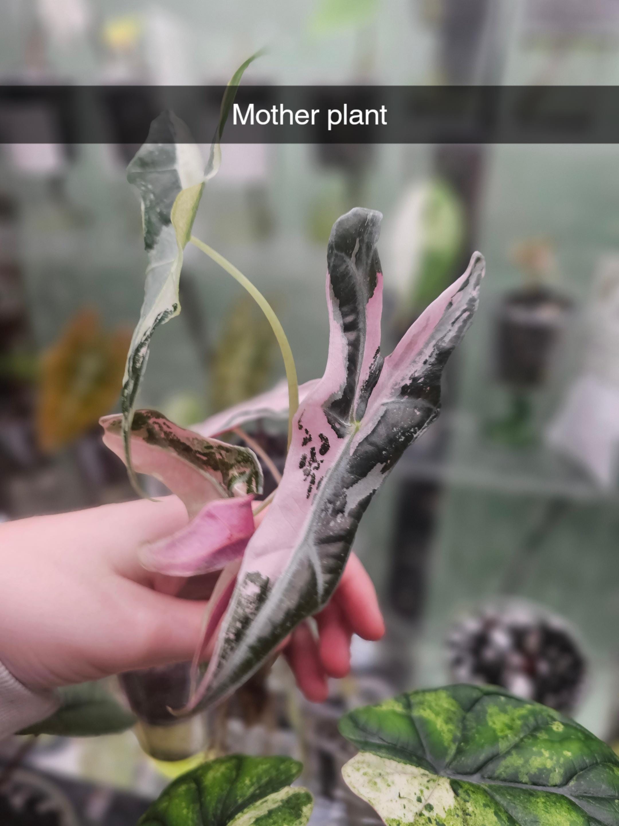 Alocasia Nobilis Pink Variegated Corm - Etsy