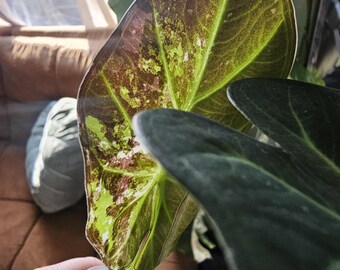 Regal Shield Albo Variegated Alocasia Corm A7 A23 A24 A25 - Etsy