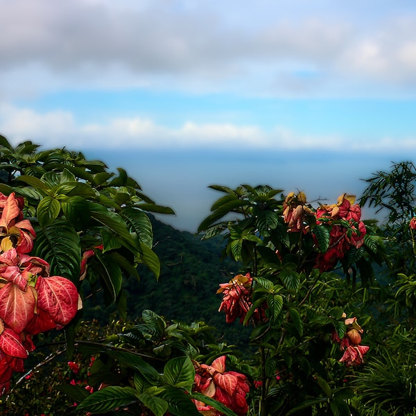 Wild Poinsettias in Costa Rica