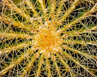 Golden Barrel Cactus