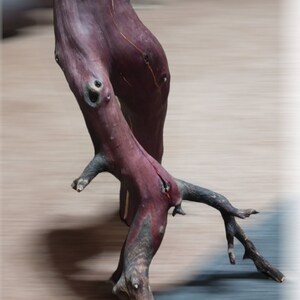 freestanding weathered manzanita driftwood branch limb stump