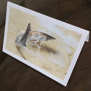 Tubarão no surf, cartão em branco