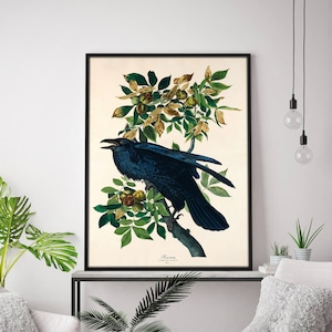 Könnte beinhalten: Eine Vintage-Illustration eines schwarzen Rabens, der auf einem Ast mit grünen Blättern und gelben Früchten sitzt. Die Illustration ist in Schwarz gerahmt und vor einer weißen Wand platziert.