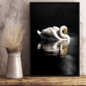 May include: A black and white photograph of a swan with its head tucked under its wing, floating on a dark body of water. The swan's reflection is visible in the water.