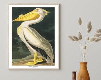 Audubon print van Amerikaanse witte pelikaan, vintage vogelillustratie (digitale download)