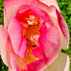 Lotusblüten Essenz