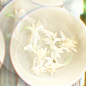 Wild Jasmine Flower Essence