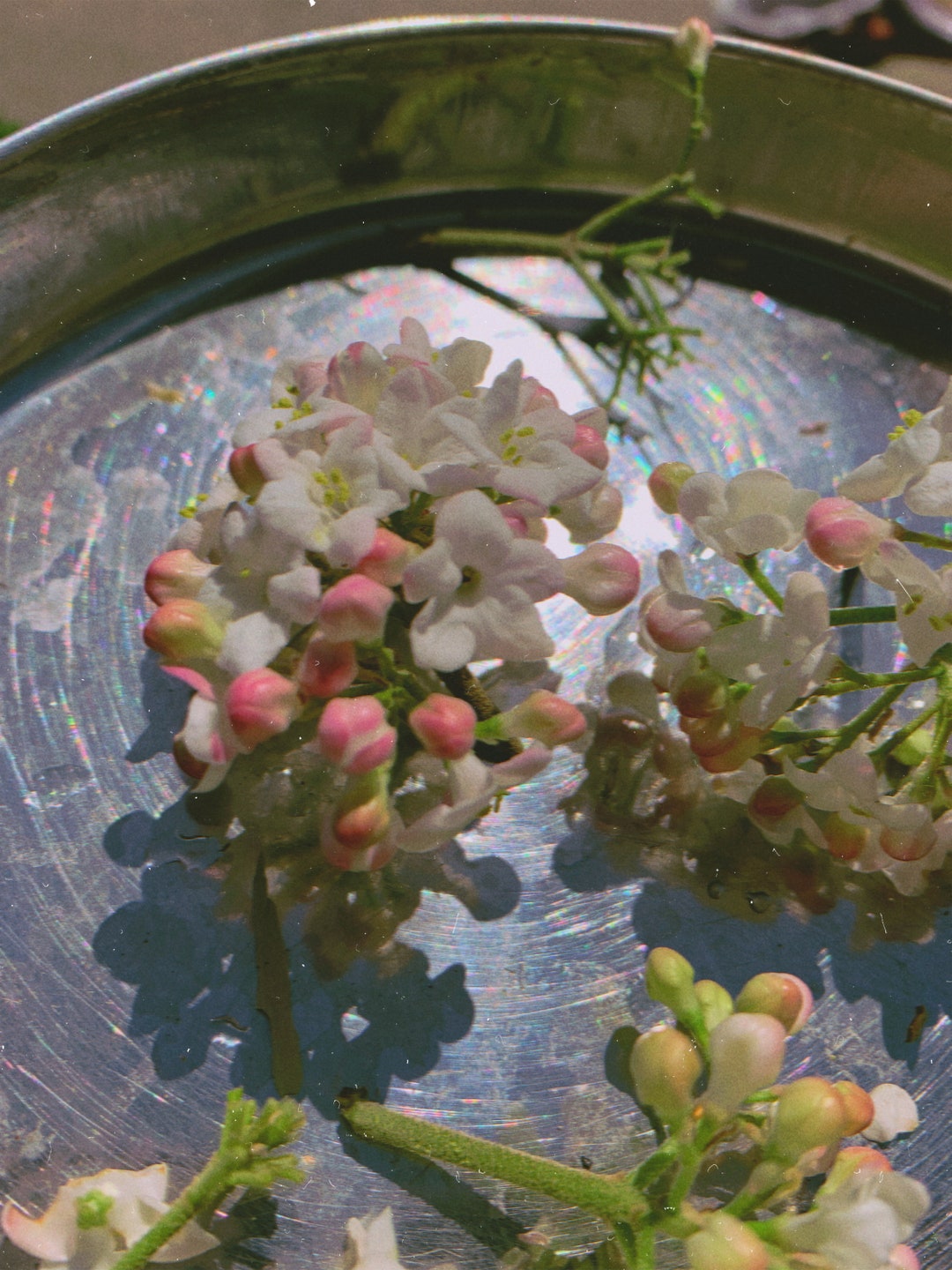 Lilac Flower Essence Etsy