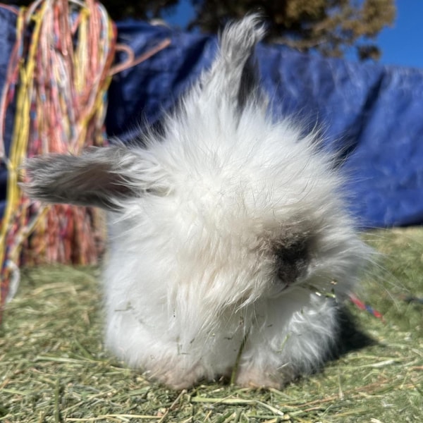 Angora Fiber - Etsy
